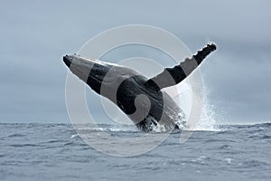 humpback whale, megaptera novaeangliae, Tonga, Vava`u island photo