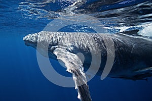 humpback whale, megaptera novaeangliae, Tonga, Vava`u island photo