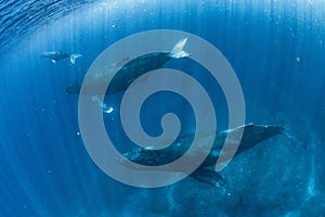 Humpback Whale mother and calf in Okinawa