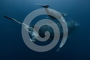 Humpback Whale mother and calf in Okinawa photo
