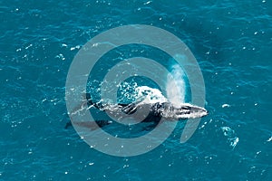 Humpback whale mother and calf, St. Mary's Island, Madagascar