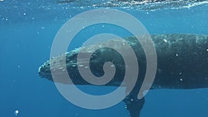 Humpback whale near water surface in Pacific Ocean.