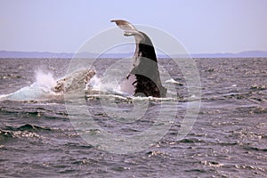 Humpback Whale nose-dive