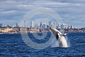 Humpback whale off Sydney