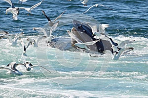 Humpback whale open mouth feeding