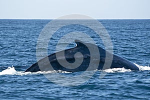 Humpback whale in pacific ocean