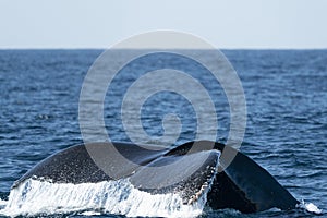 Humpback whale in pacific ocean