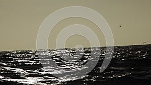 humpback whale in pacific ocean baja california sur mexico slow motion