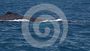 humpback whale in pacific ocean baja california sur mexico slow motion