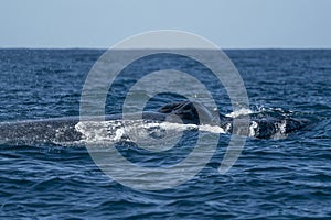 Humpback whale in pacific ocean