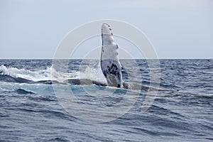 Humpback Whale Pectoral Fin