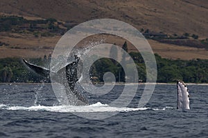 Humpback whale peduncle throw near Lahaina in Hawaii.