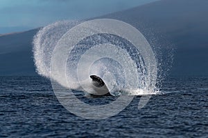 Humpback whale peduncle throw near Lahaina in Hawaii.