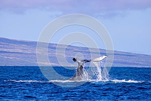 Humpback Whale Tail in Maui Hawaii Ocean