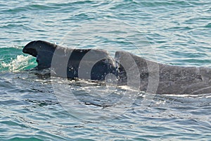 Humpback Whale with Prop Damage