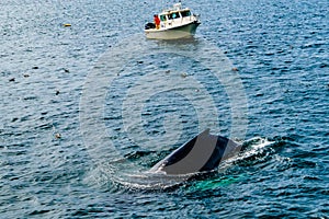 Humpback Whale Provincetown, Cape Cod, Massachussetts, US