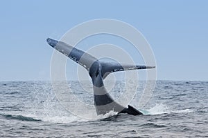Humpback Whale in Puerto Lopez, Ecuador photo