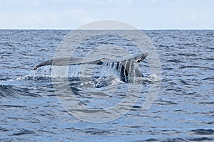 Humpback Whale Raises Fluke Out of Ocean