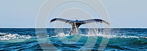 A Humpback whale raises its powerful tail over the water of the Ocean.