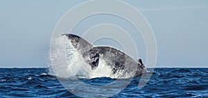 A Humpback whale raises its powerful tail over the water of the Ocean. The whale is spraying water.