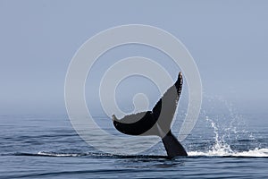 Humpback Whale Raising its Huge Fluke off Cape Cod