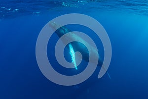 Humpback Whale Rising to Surface in the Caribbean Sea