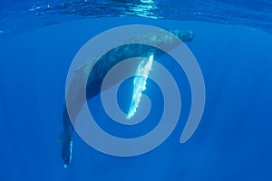 Humpback Whale Rising to the Surface of the Ocean