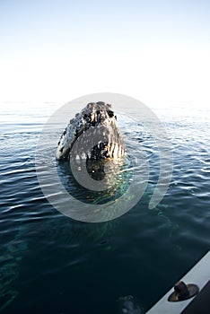 Humpback whale's head-1.