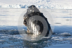 Humpback whale's head-5.