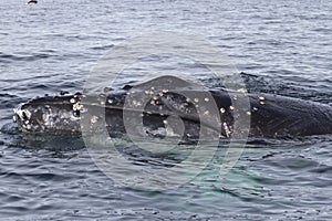 Humpback whale's head that floats in the waters