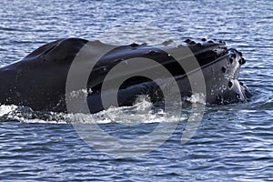 Humpback whale's head off the coast of Antarctica 1