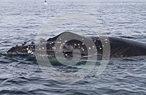 Humpback whale's head pop to the surface in waters