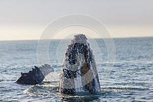 Humpback whale's nose surfacing photo