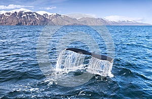 A humpback whale's tail