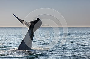 Humpback whale's tail waving