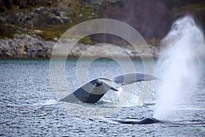 Humpback whale safari in the arctic