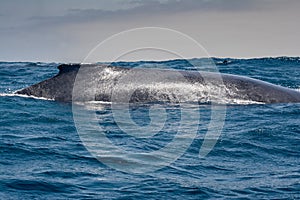 Humpback whale sailing in Puerto Lopez, Ecuador