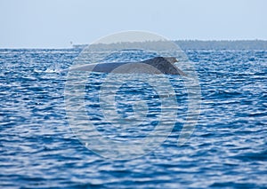 A humpback whale in the sea in Tonga