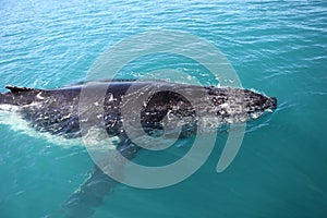 Humpback whale img