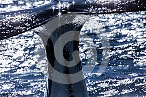 Humpback whale shortly before diving