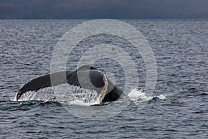 Humpback whale showing its tail