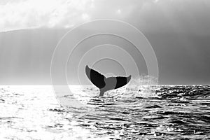 Humpback Whale showing its tail before a deep dive in the Pacific Ocean. in Maui, Hawaii