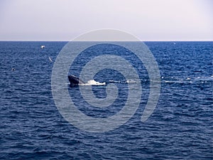 Humpback Whale Skim Feeding