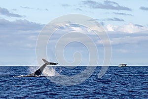 Humpback whale slapping tail in Moorea French Polynesia