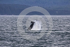 Humpback Whale slapping the water with it`s tail photo