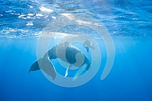 Humpback Whale and Snorkeler in Caribbean Sea