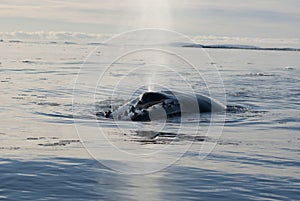 A humpback whale in the Southern Ocean-6.