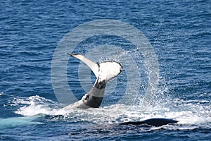 Humpback whale splashing