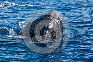 Humpback whale spyhopping