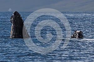 Humpback whale spyhopping near Lahaina in Hawaii.